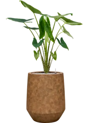 Soil (Vulkastrat)