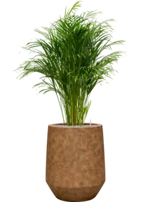 Soil (Vulkastrat)