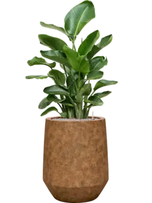 Soil (Vulkastrat)