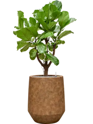 Soil (Vulkastrat)