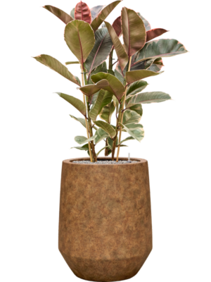 Soil (Vulkastrat)