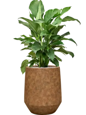 Soil (Vulkastrat)