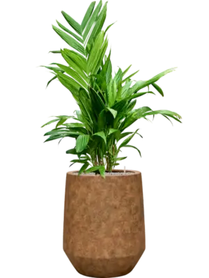Soil (Vulkastrat)