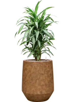 Soil (Vulkastrat)