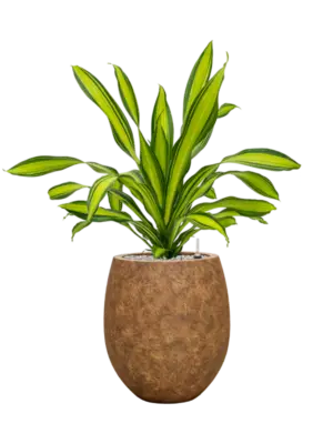 Soil (Vulkastrat)