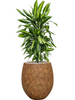 Soil (Vulkastrat)