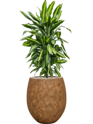 Soil (Vulkastrat)