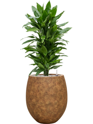 Soil (Vulkastrat)