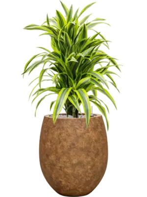 Soil (Vulkastrat)