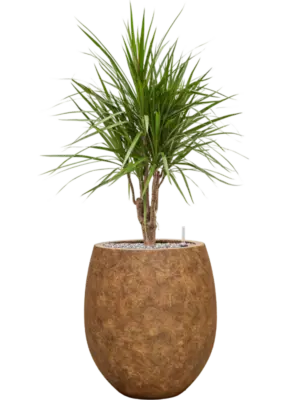 Soil (Vulkastrat)