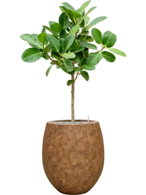 Soil (Vulkastrat)