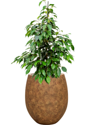 Soil (Vulkastrat)