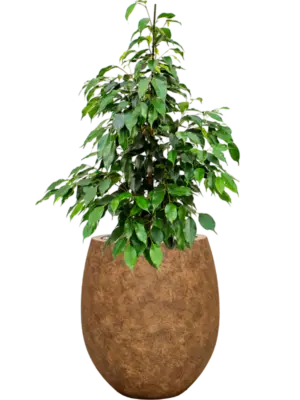 Soil (Vulkastrat)
