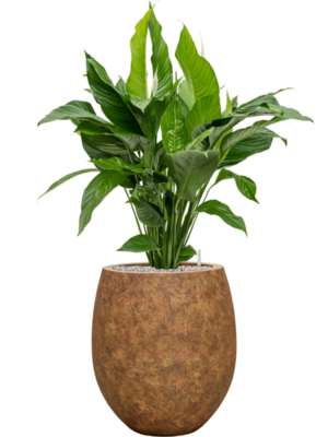 Soil (Vulkastrat)