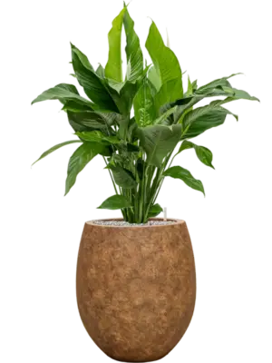Soil (Vulkastrat)