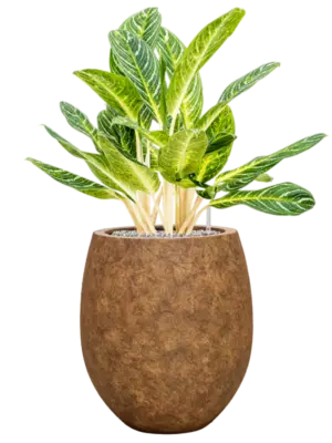 Soil (Vulkastrat)