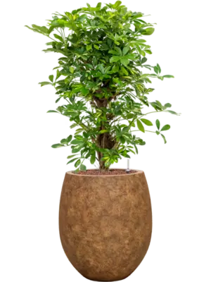 Hydroculture