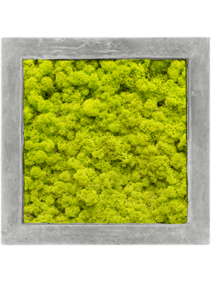 Polystone Raw Grey 100% Reindeer moss (Spring green)