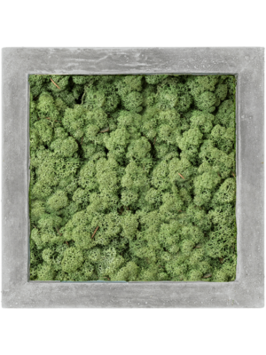 Polystone Raw Grey 100% Reindeer Moss (Moss green)