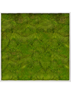 Aluminum 100% Flat moss