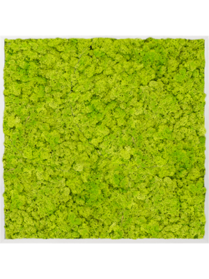 Aluminum 100% Reindeer moss (Spring green)