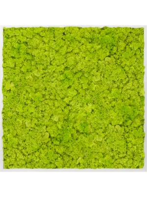 Aluminum 100% Reindeer moss (Spring green)