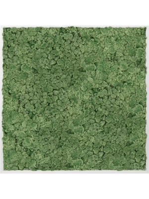 Aluminum 100% Reindeer moss (Moss green)