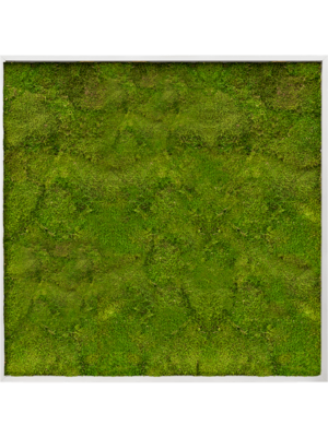 Aluminum 100% Flat moss