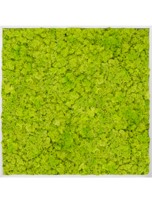 Aluminum 100% Reindeer moss (Spring green)