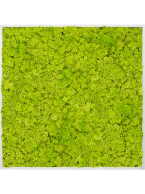 Aluminum 100% Reindeer moss (Spring green)