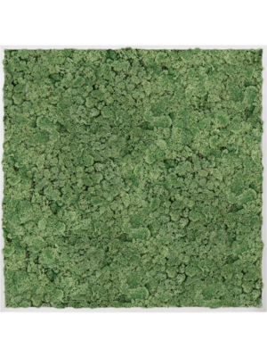 Aluminum 100% Reindeer moss (Moss green)