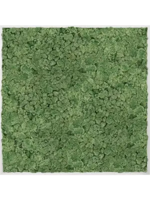 Aluminum 100% Reindeer moss (Moss green)