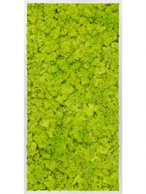 Aluminum 100% Reindeer moss (Spring green)