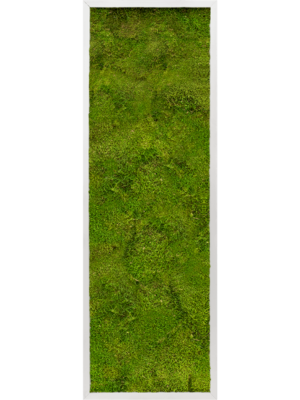 Aluminum 100% Flat moss