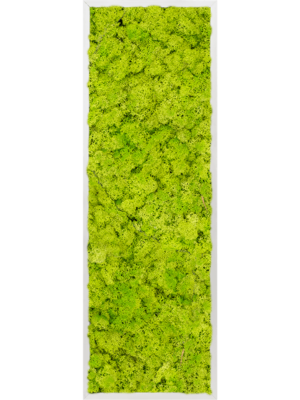Aluminum 100% Reindeer moss (Spring green)