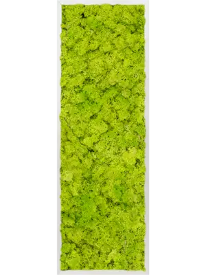 Aluminum 100% Reindeer moss (Spring green)