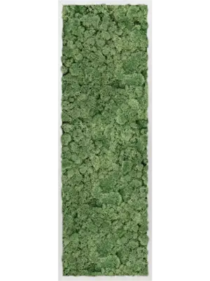 Aluminum 100% Reindeer moss (Moss green)