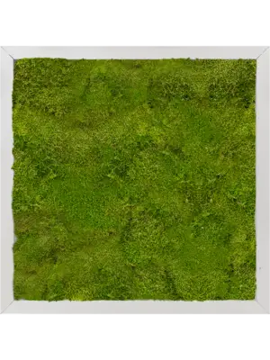 Aluminum 100% Flat moss