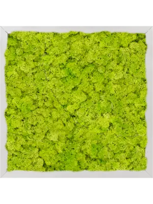 Aluminum 100% Reindeer moss (Spring green)