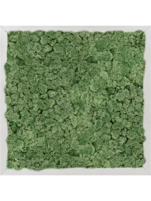 Aluminum 100% Reindeer moss (Moss green)