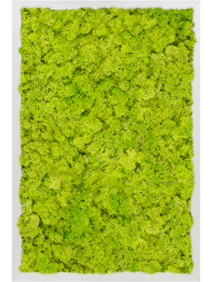 Aluminum 100% Reindeer moss (Spring green)