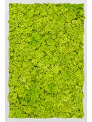 Aluminum 100% Reindeer moss (Spring green)
