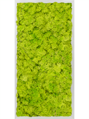 Aluminum 100% Reindeer moss (Spring green)