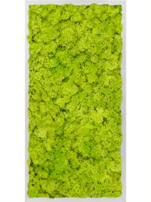 Aluminum 100% Reindeer moss (Spring green)