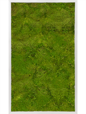 Aluminum 100% Flat moss