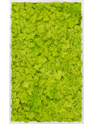 Aluminum 100% Reindeer moss (Spring green)
