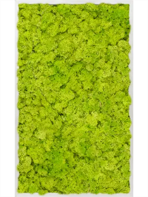 Aluminum 100% Reindeer moss (Spring green)
