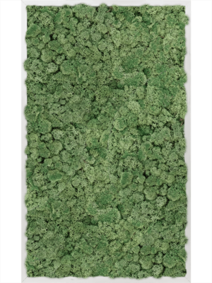 Aluminum 100% Reindeer moss (Moss green)