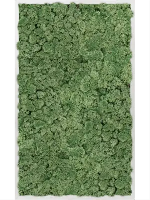 Aluminum 100% Reindeer moss (Moss green)