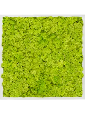 Aluminum 100% Reindeer moss (Spring green)